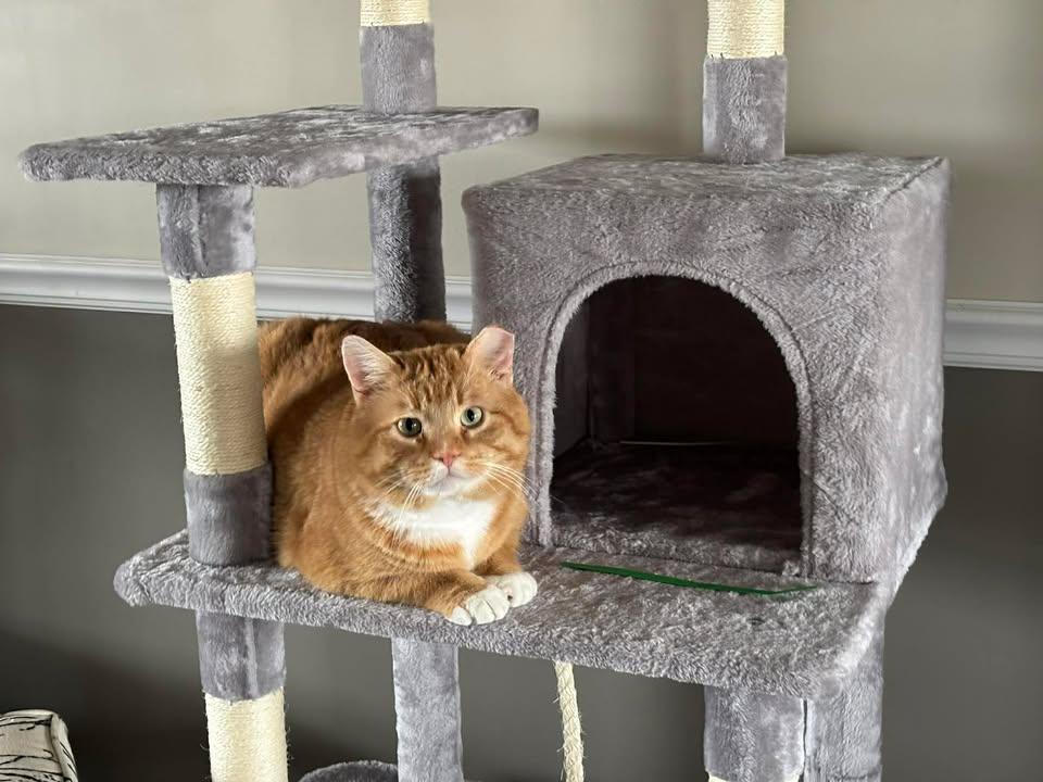 Enlarge Bruce, a ADOPTABLE Domestic Short Hair in Crown Point, IN image 6/6