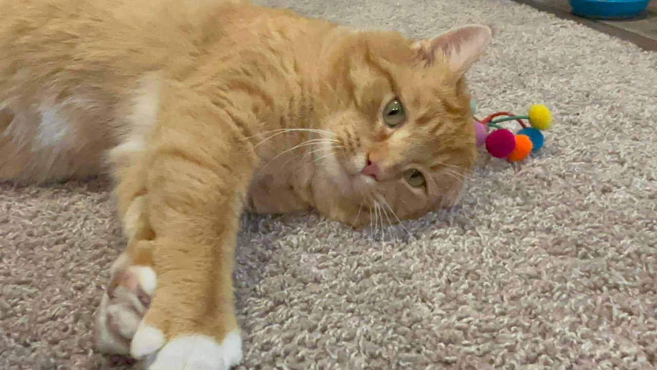 Enlarge Bruce, a ADOPTABLE Domestic Short Hair in Crown Point, IN image 4/6