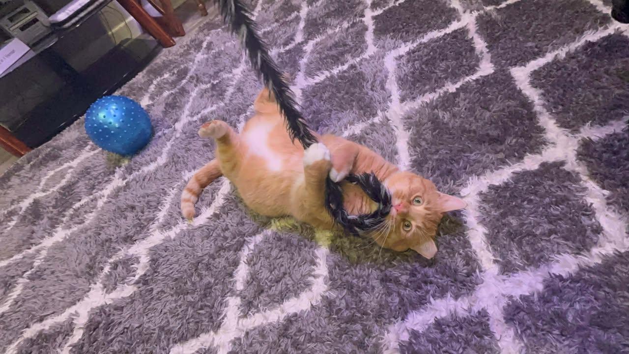 Enlarge Bruce, a ADOPTABLE Domestic Short Hair in Crown Point, IN image 3/6