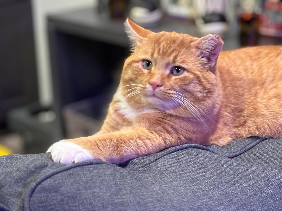 Enlarge Bruce, a ADOPTABLE Domestic Short Hair in Crown Point, IN image 1/6