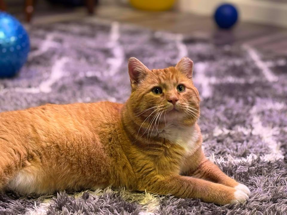 Enlarge Bruce, a ADOPTABLE Domestic Short Hair in Crown Point, IN image 2/6