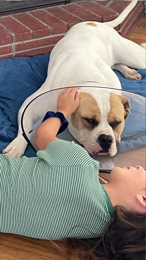 Carl, Adoptable, Adult Male American Bulldog.