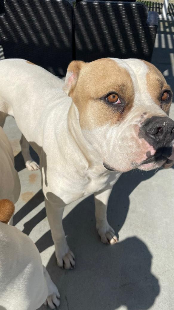 Enlarge Carl, a Adoptable American Bulldog in Templeton, CA image 2/4