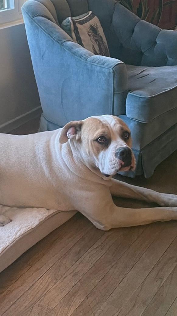 Enlarge Carl, a Adoptable American Bulldog in Templeton, CA image 3/4