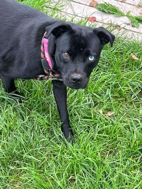 NOVA, an adoptable Husky in Ironwood, MI, 49938 | Photo Image 2