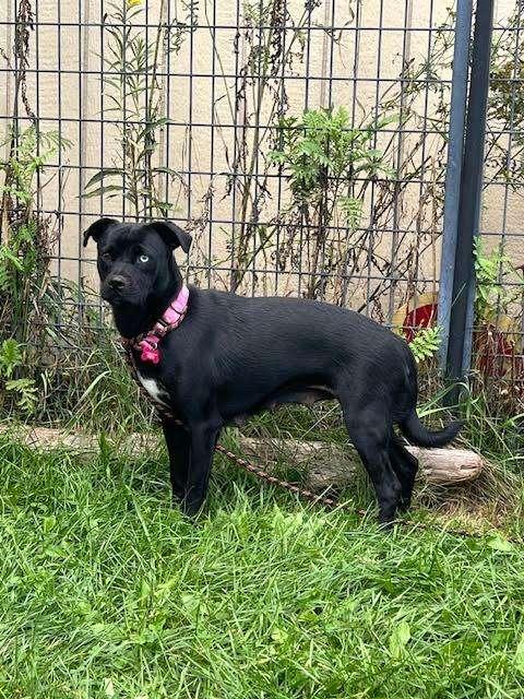 NOVA, an adoptable Husky in Ironwood, MI, 49938 | Photo Image 1