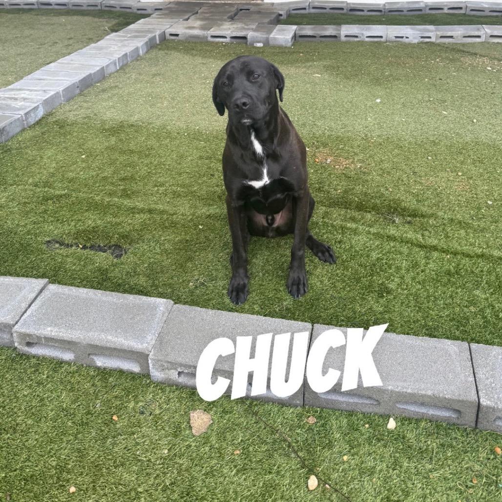 Enlarge Chuck, a Adoptable mixed breed in Birmingham , AL image 1/4