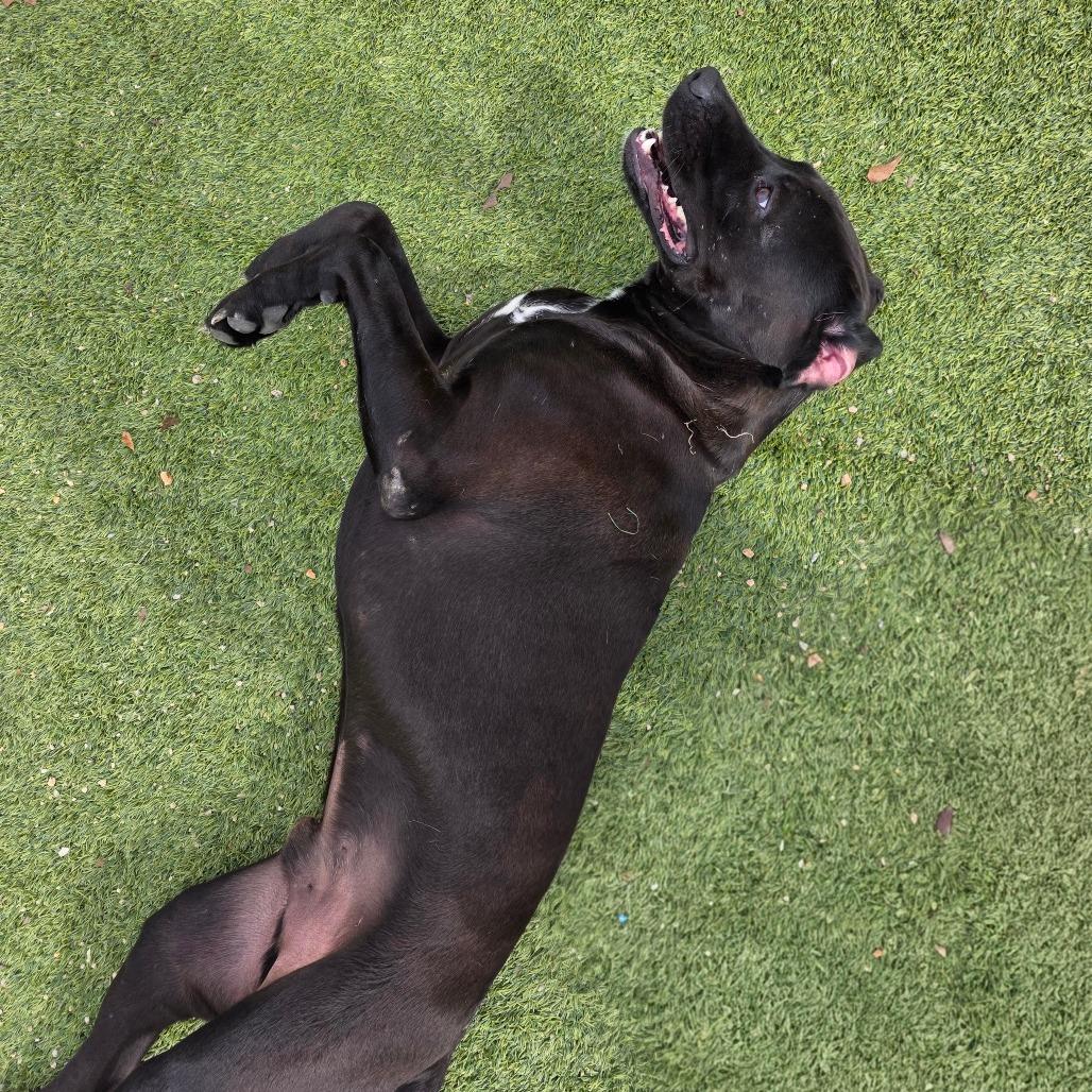 Enlarge Chuck 6793, a Adoptable mixed breed in Birmingham , AL image 2/6