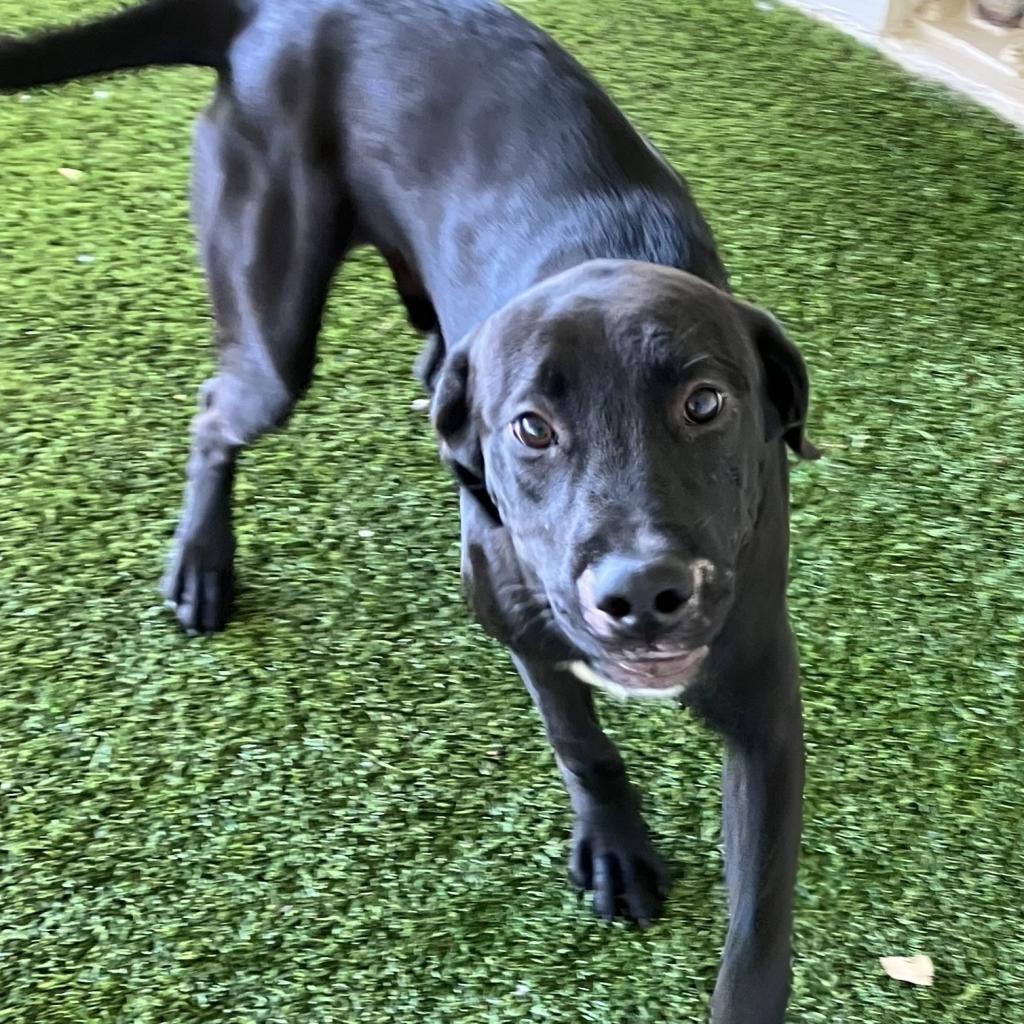 Enlarge Chuck, a Adoptable mixed breed in Birmingham , AL image 2/4