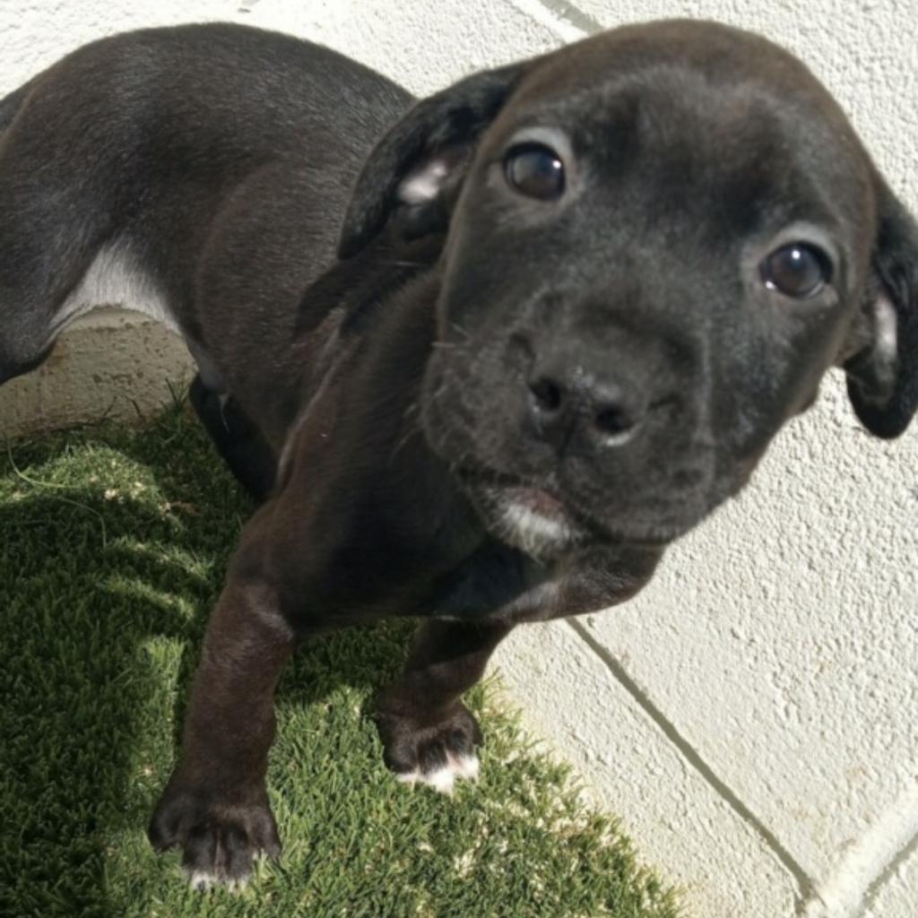 Enlarge Chuck, a Adoptable mixed breed in Birmingham , AL image 3/4