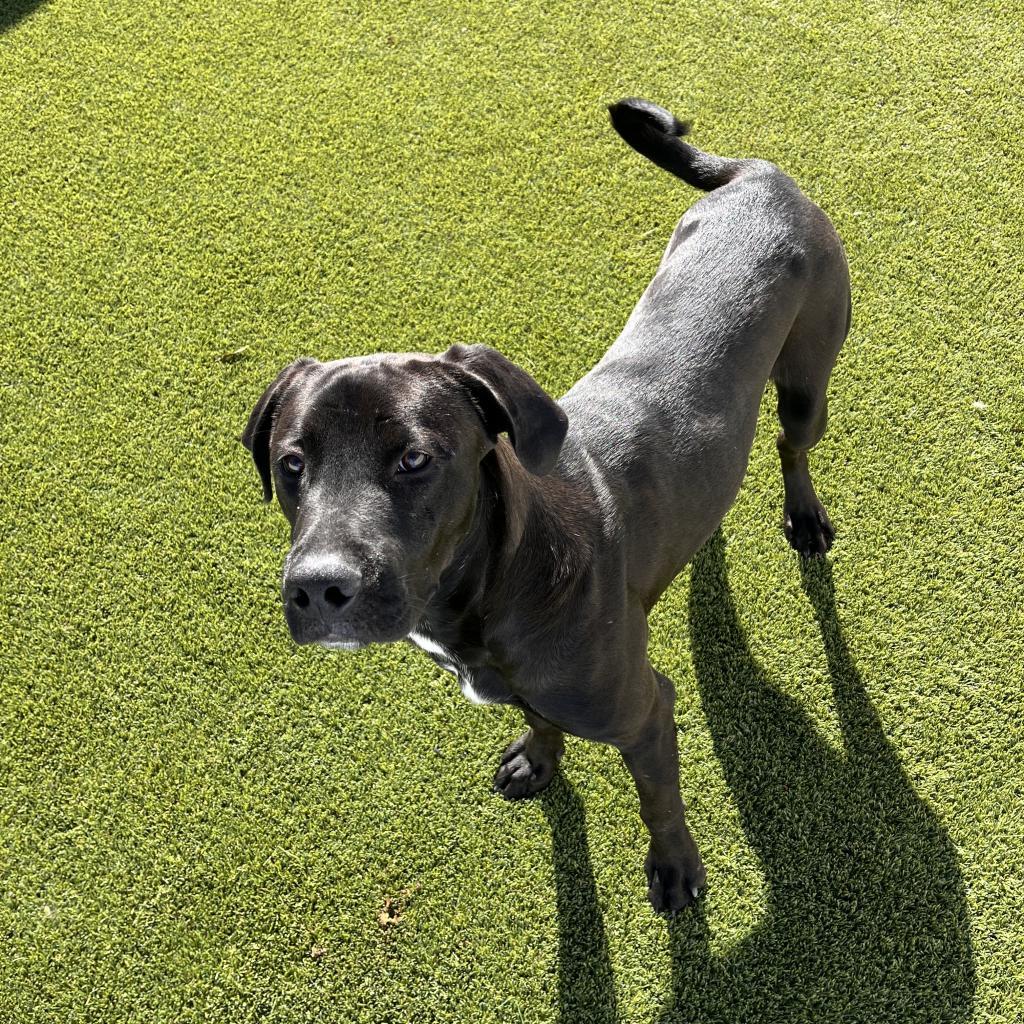 Enlarge Chuck, a Adoptable mixed breed in Birmingham , AL image 4/4