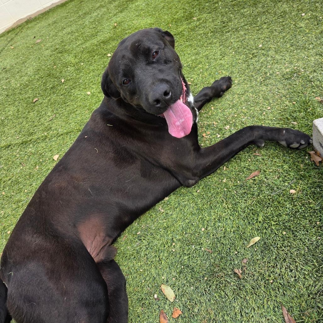 Enlarge Chuck 6793, a Adoptable mixed breed in Birmingham , AL image 6/6