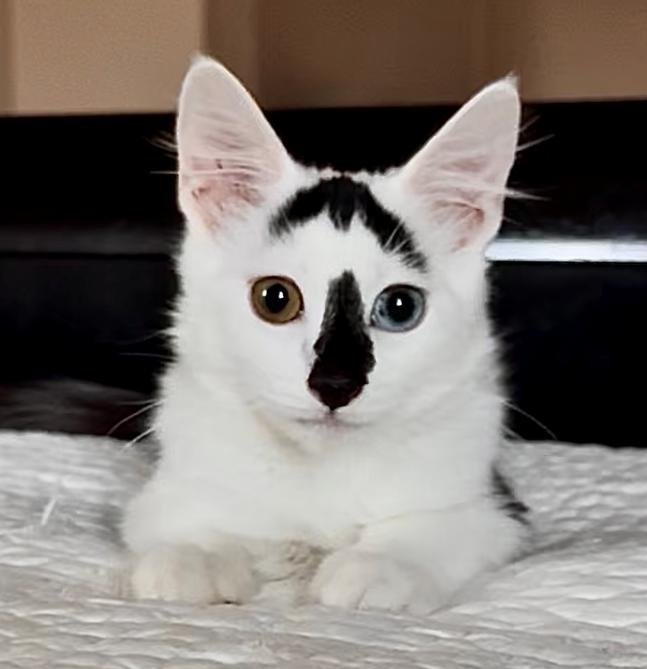 Bowie, Adoptable, Kitten Male Domestic Short Hair.