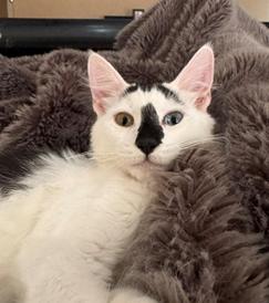 Enlarge Bowie, a Adoptable Domestic Short Hair in Davis, CA image 2/3