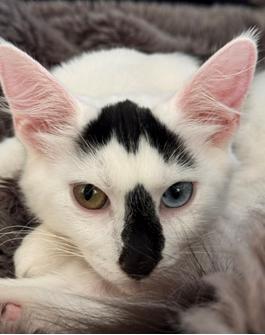 Enlarge Bowie, a Adoptable Domestic Short Hair in Davis, CA image 3/3