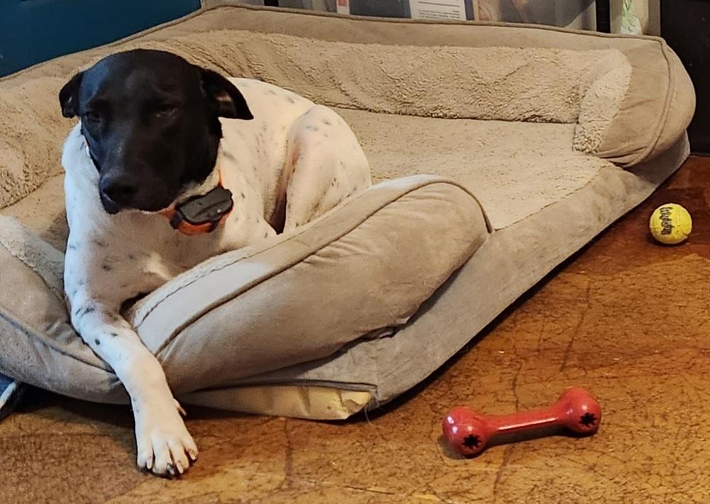 Sadie, Adoptable, Adult Female Australian Cattle Dog / Blue Heeler & Greyhound.