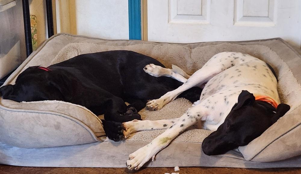 Sadie, a Adoptable mixed breed in San Antonio, TX image 2/6