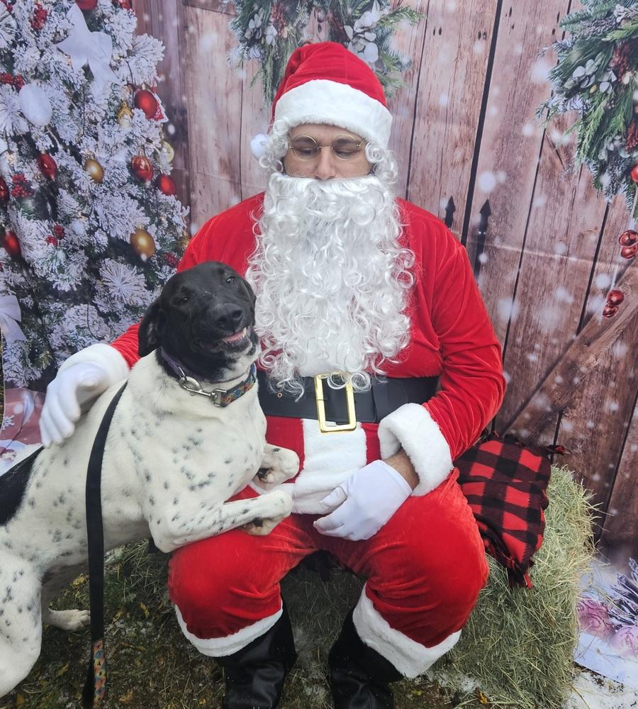 Sadie, a Adoptable mixed breed in San Antonio, TX image 4/6