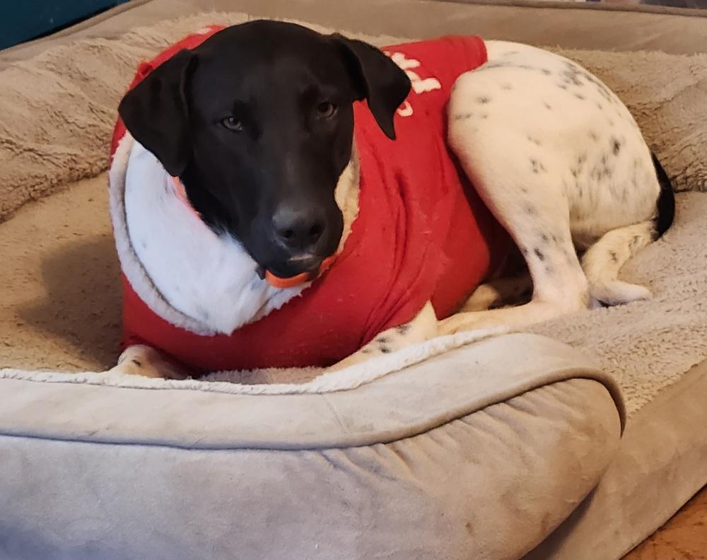 Sadie, a Adoptable mixed breed in San Antonio, TX image 5/6