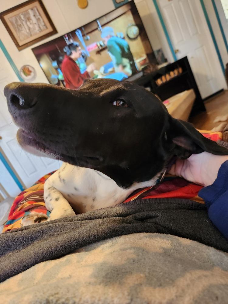 Sadie, a Adoptable mixed breed in San Antonio, TX image 6/6