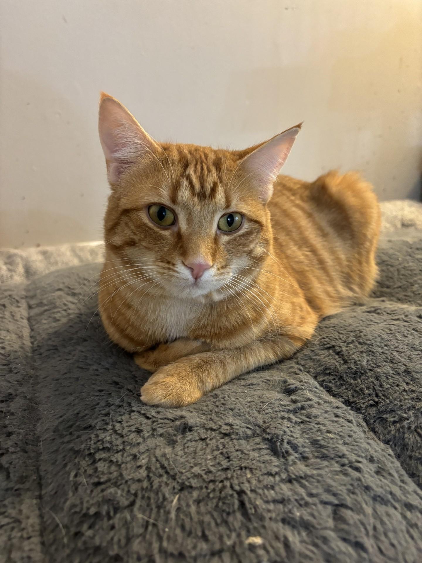 Boeing, ADOPTABLE, Adult Female Domestic Short Hair.