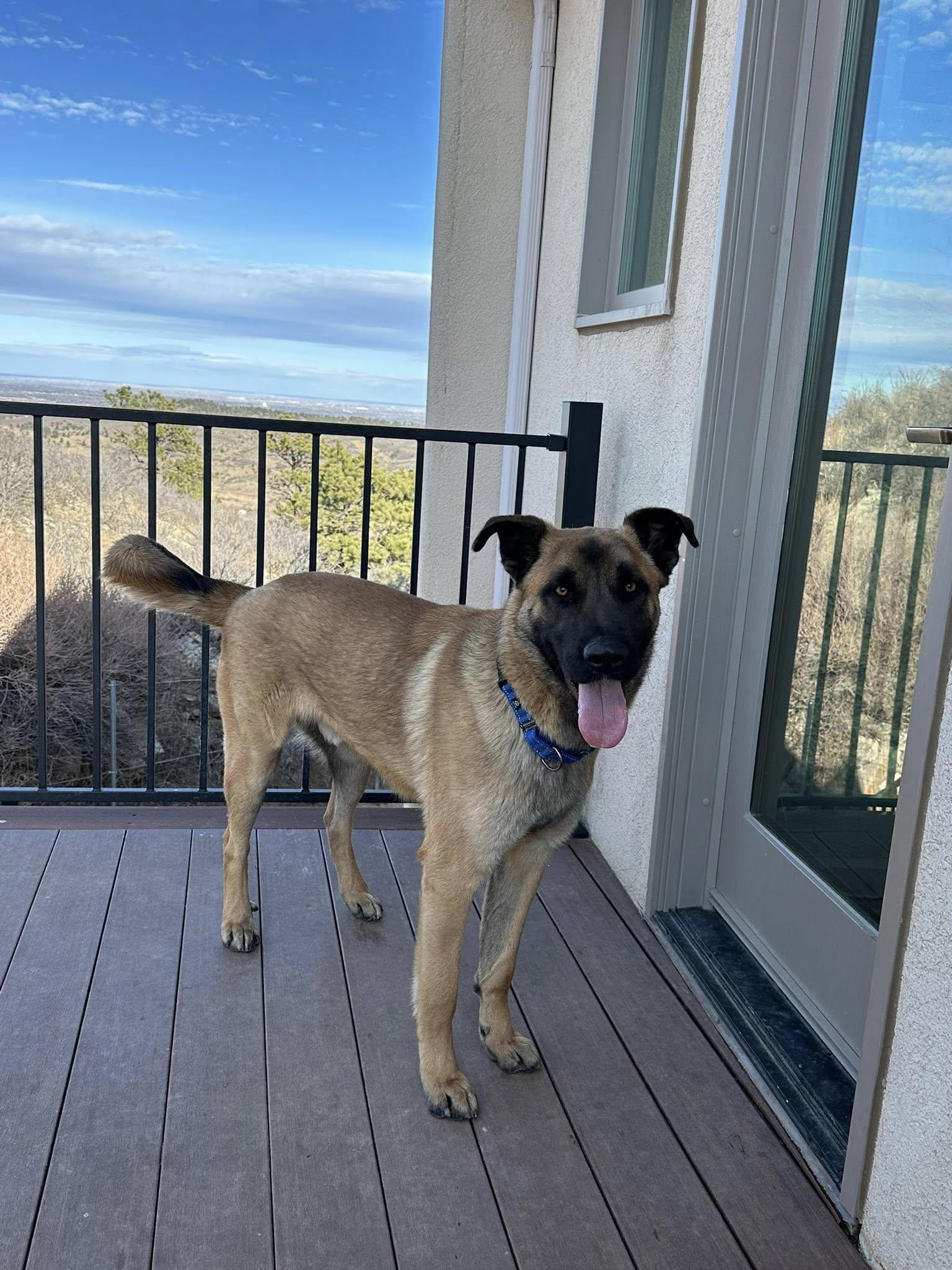 Dexter, a ADOPTABLE German Shepherd Dog in Colorado Springs, CO image 4/6