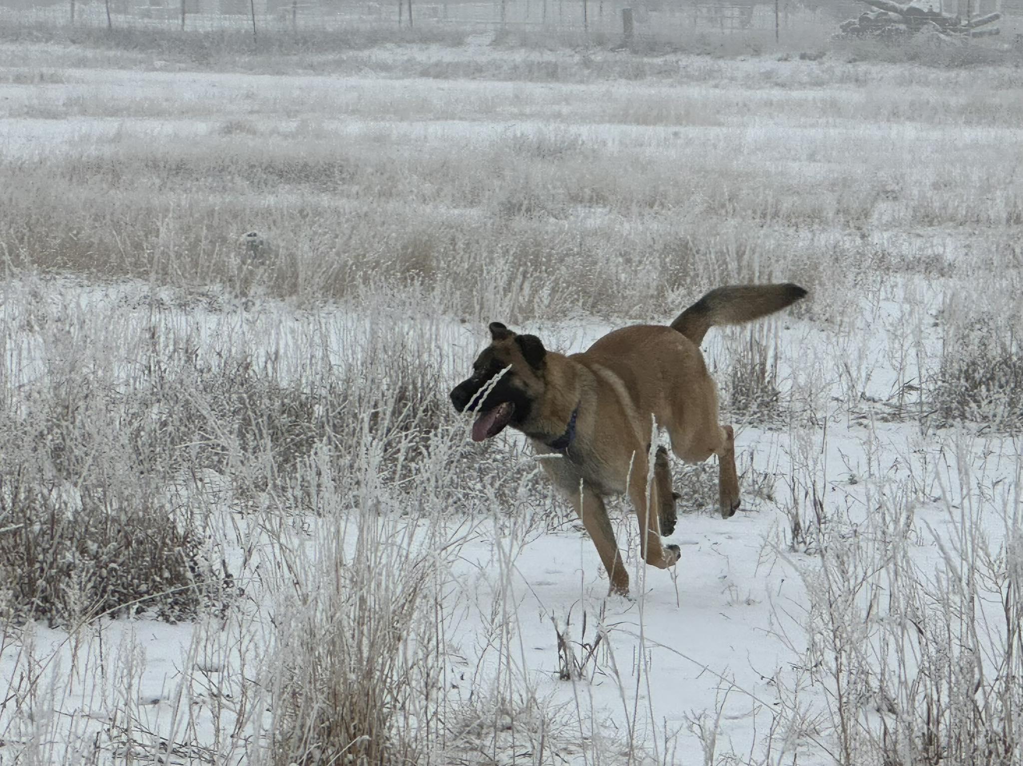 Dexter, a ADOPTABLE German Shepherd Dog in Colorado Springs, CO image 5/6