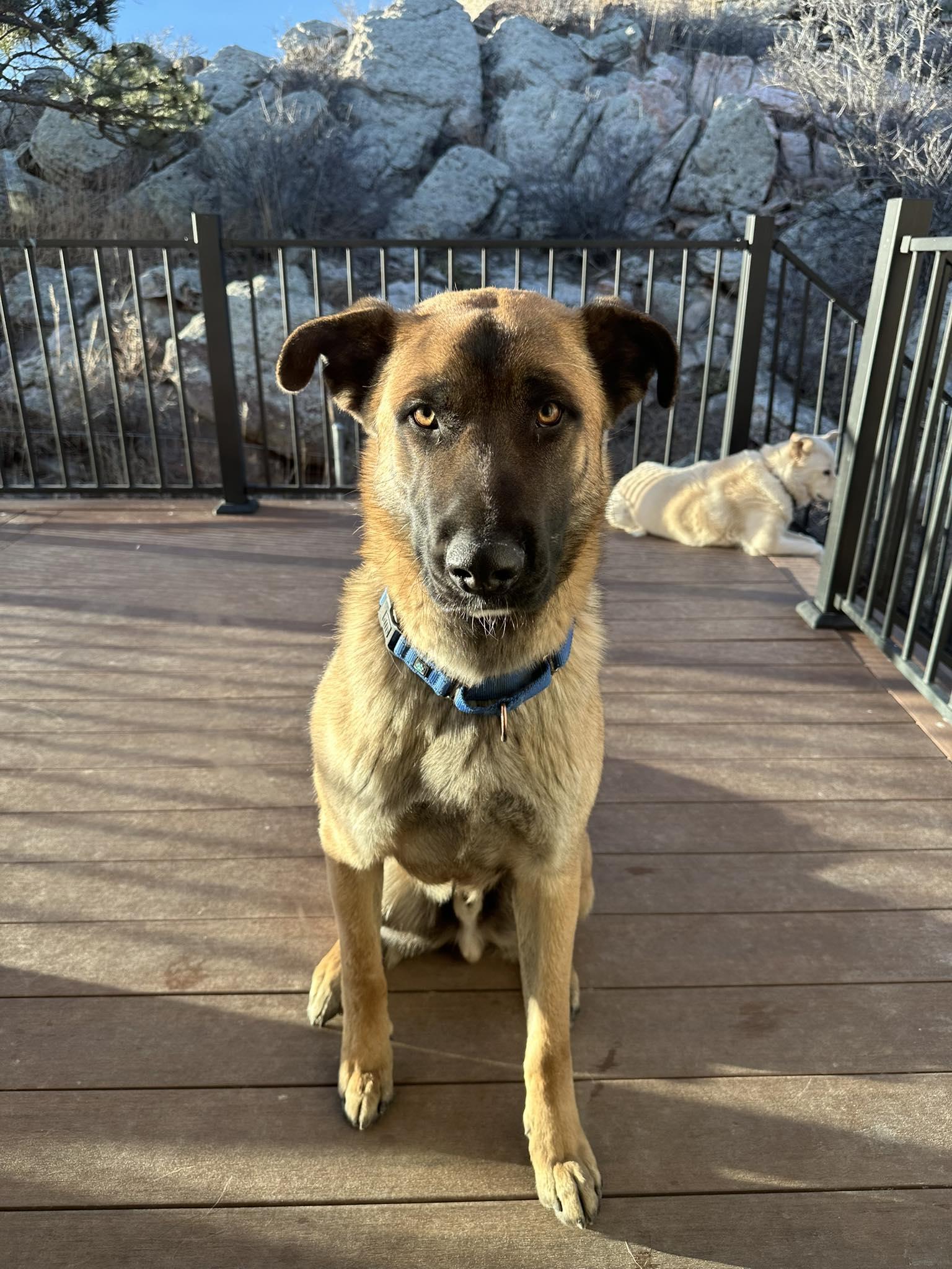 Dexter, a ADOPTABLE German Shepherd Dog in Colorado Springs, CO image 6/6