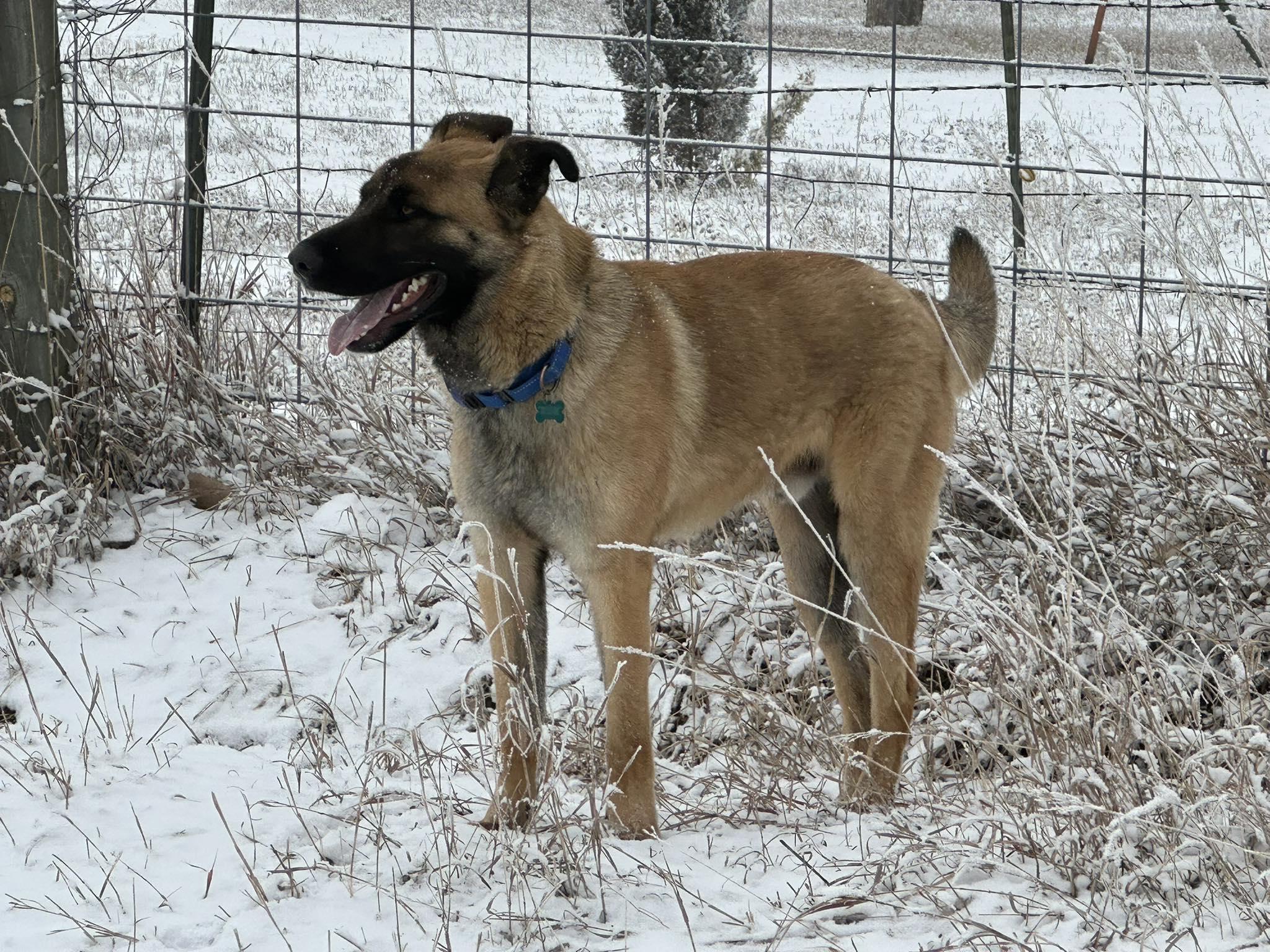 Dexter, a ADOPTABLE German Shepherd Dog in Colorado Springs, CO image 1/6