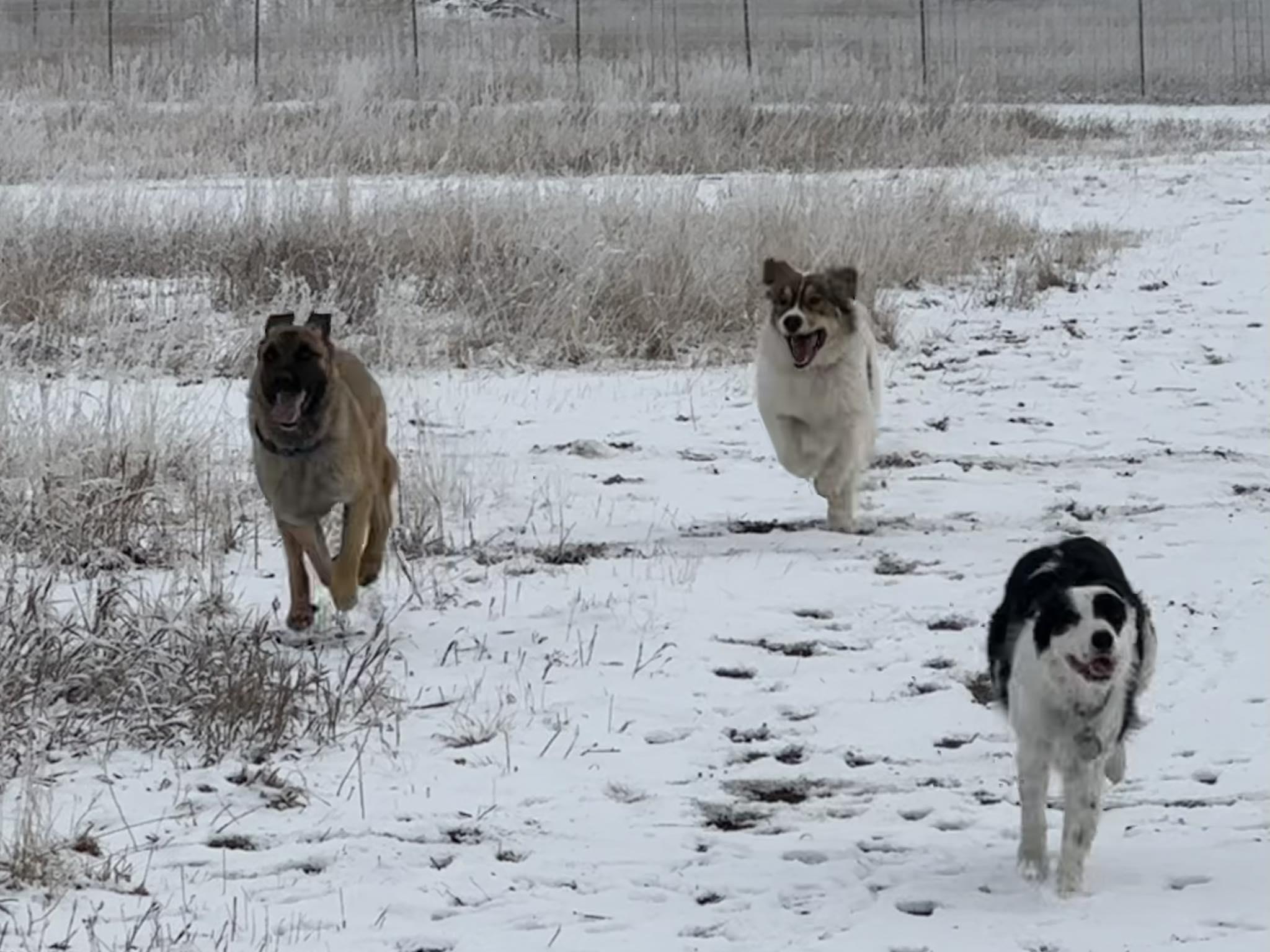Dexter, a ADOPTABLE German Shepherd Dog in Colorado Springs, CO image 3/6
