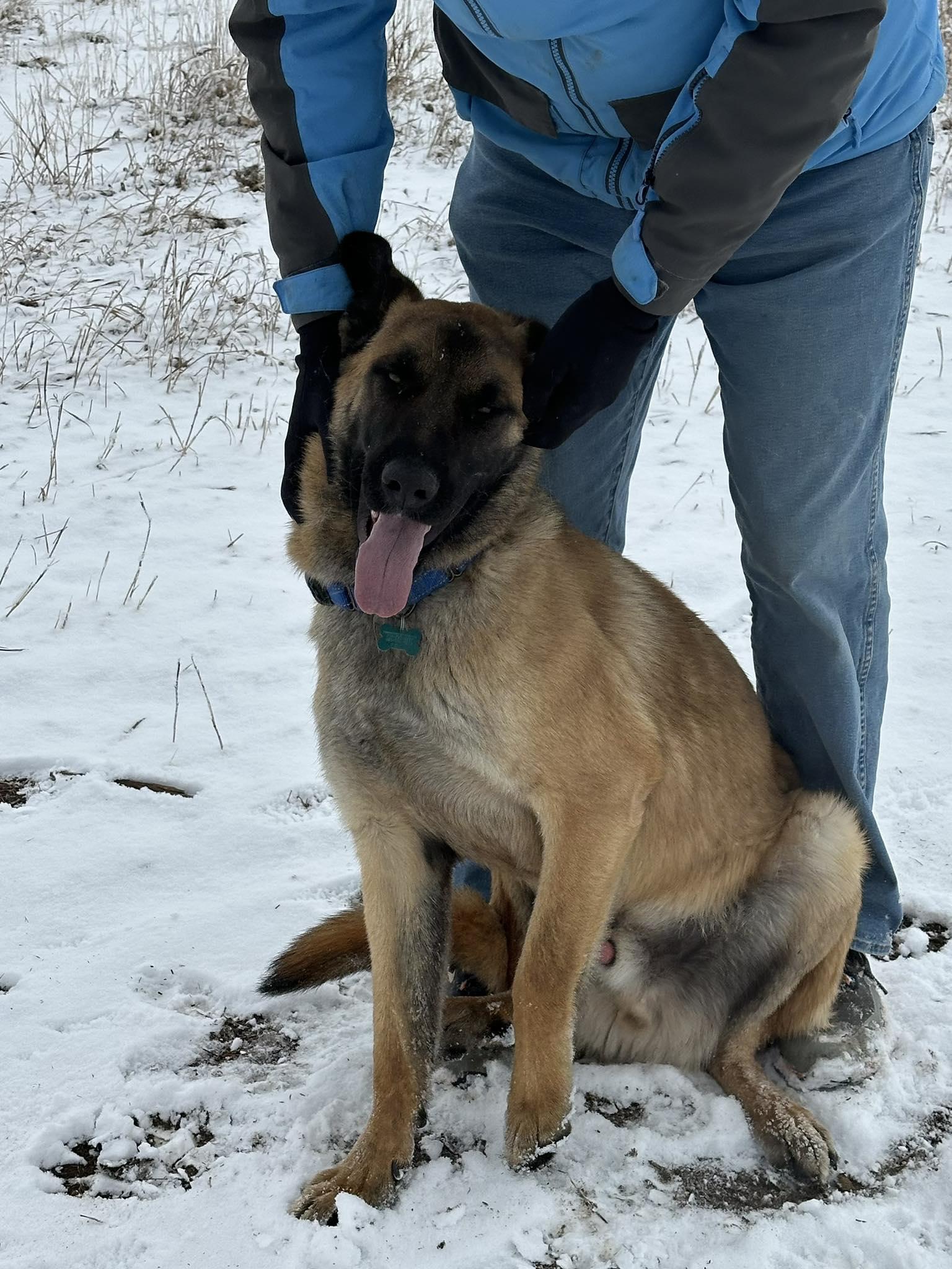 Dexter, a ADOPTABLE German Shepherd Dog in Colorado Springs, CO image 2/6