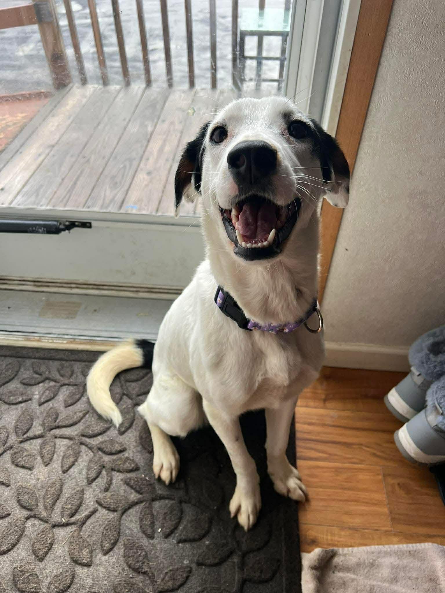 Enlarge Mrs Clause /Missy, a ADOPTABLE Mixed Breed in Highland, NY image 2/4