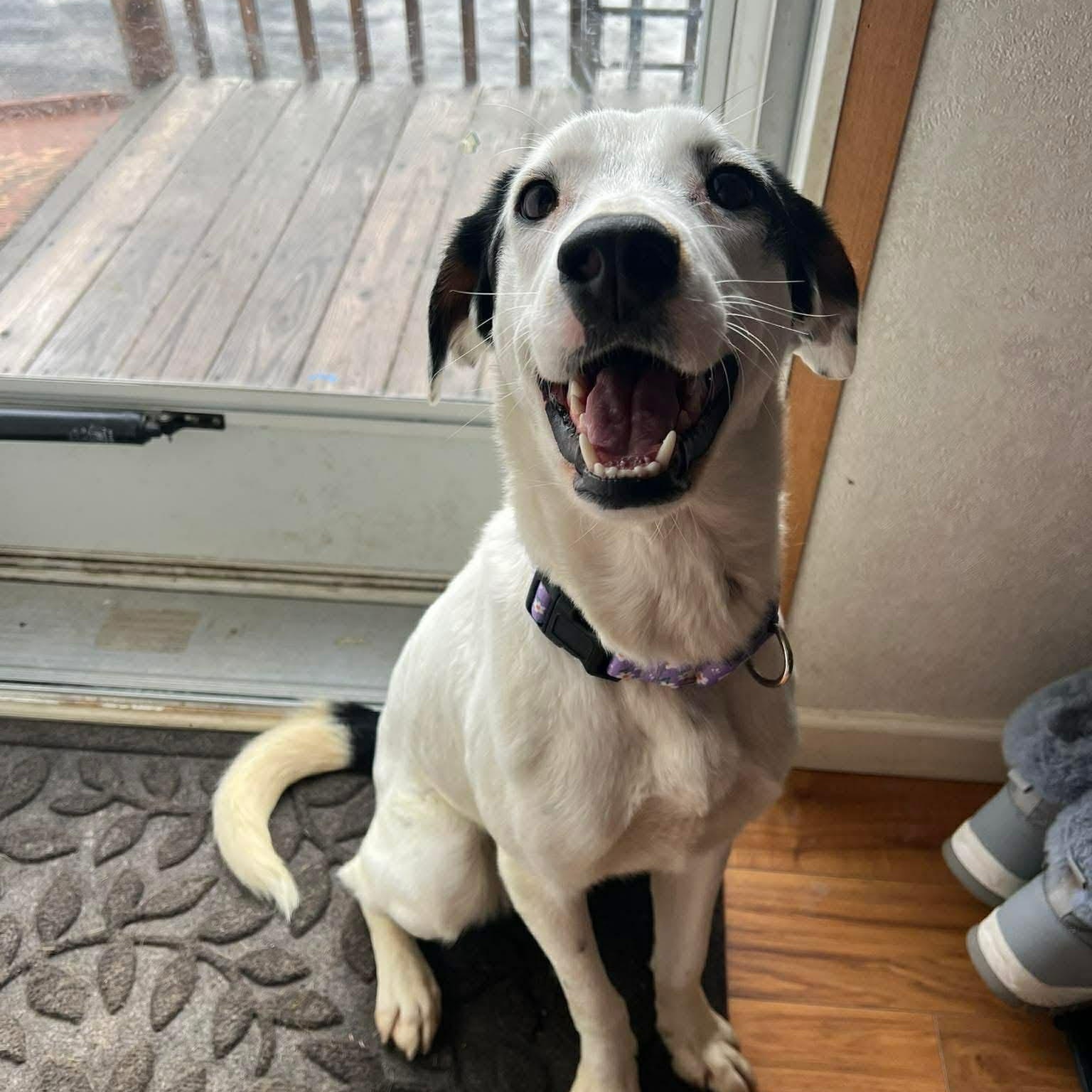 Enlarge Mrs Clause /Missy, an adopted Mixed Breed in Highland, NY image 2/6