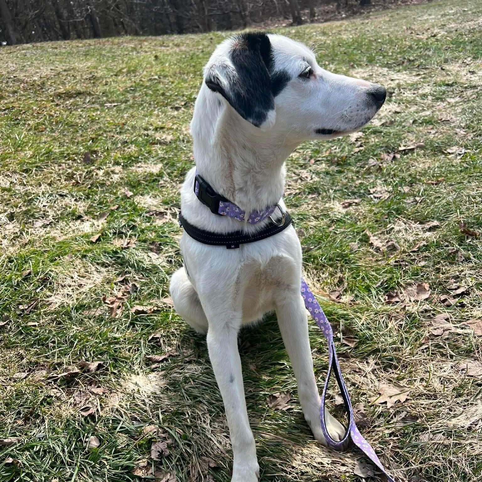 Enlarge Mrs Clause /Missy, an adopted Mixed Breed in Highland, NY image 6/6