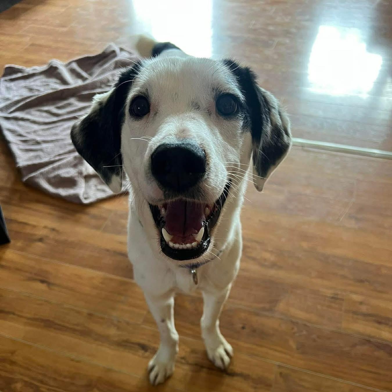 Enlarge Mrs Clause /Missy, a ADOPTABLE Mixed Breed in Highland, NY image 1/4