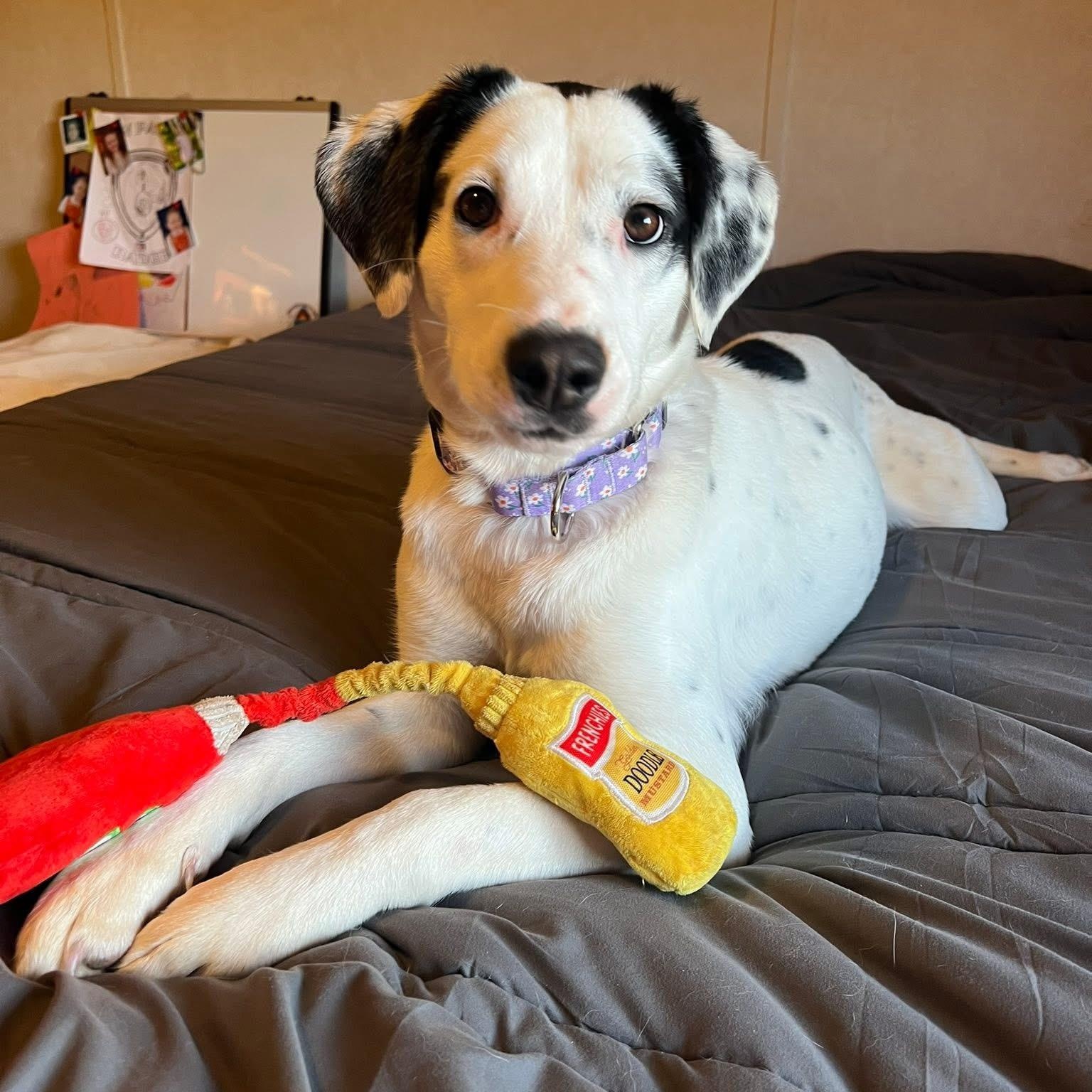 Enlarge Mrs Clause /Missy, an adopted Mixed Breed in Highland, NY image 5/6