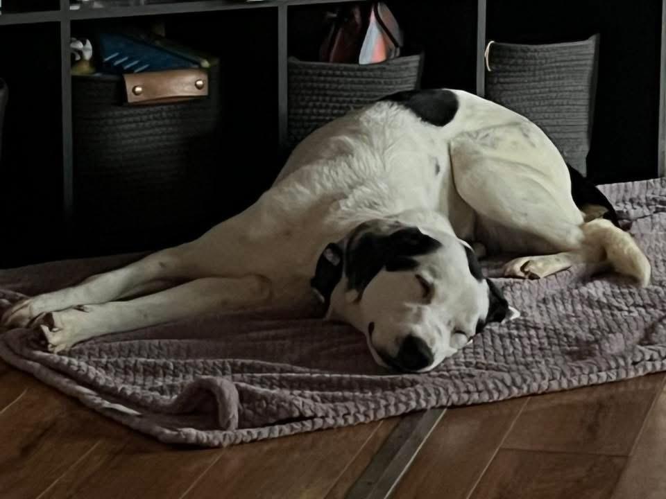 Enlarge Mrs Clause /Missy, a ADOPTABLE Mixed Breed in Highland, NY image 3/4