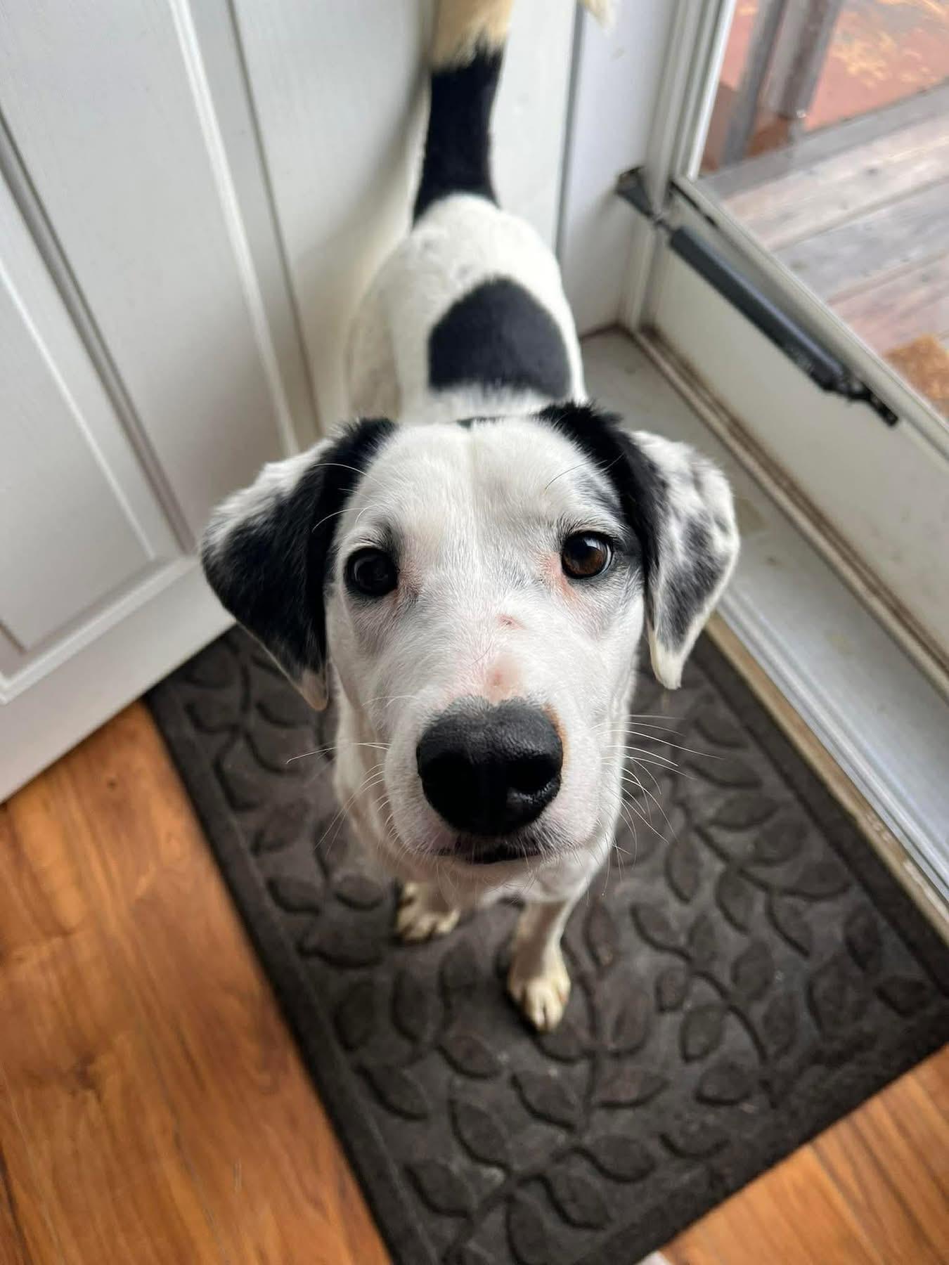 Enlarge Mrs Clause /Missy, a ADOPTABLE Mixed Breed in Highland, NY image 4/4