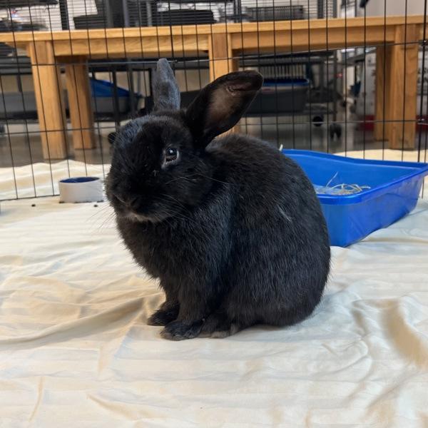 Hawkeye, a Adoptable mixed breed in Silverdale, WA image 2/2