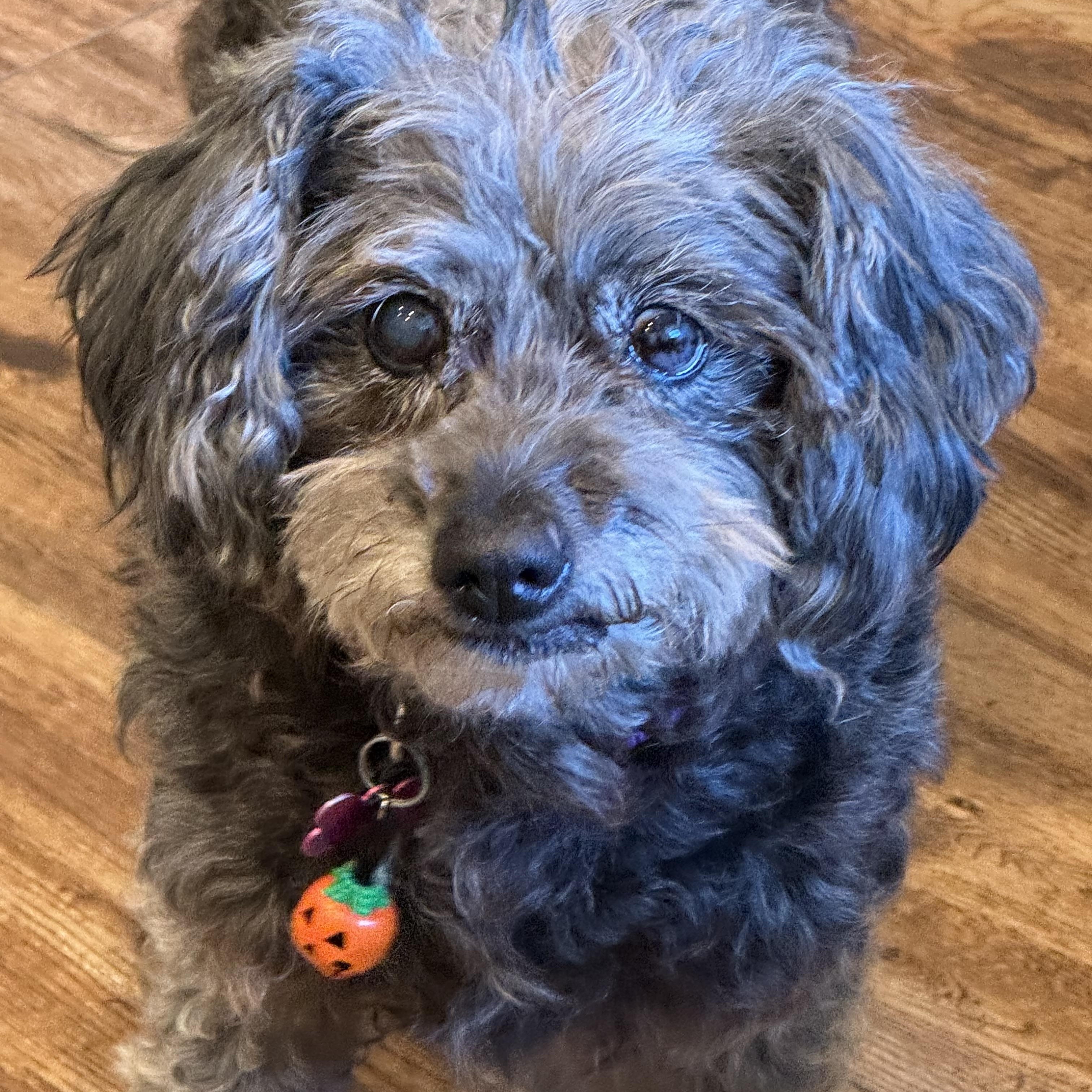 Enlarge Ohnee, a ADOPTABLE Miniature Poodle in Thousand Oaks, CA image 1/4
