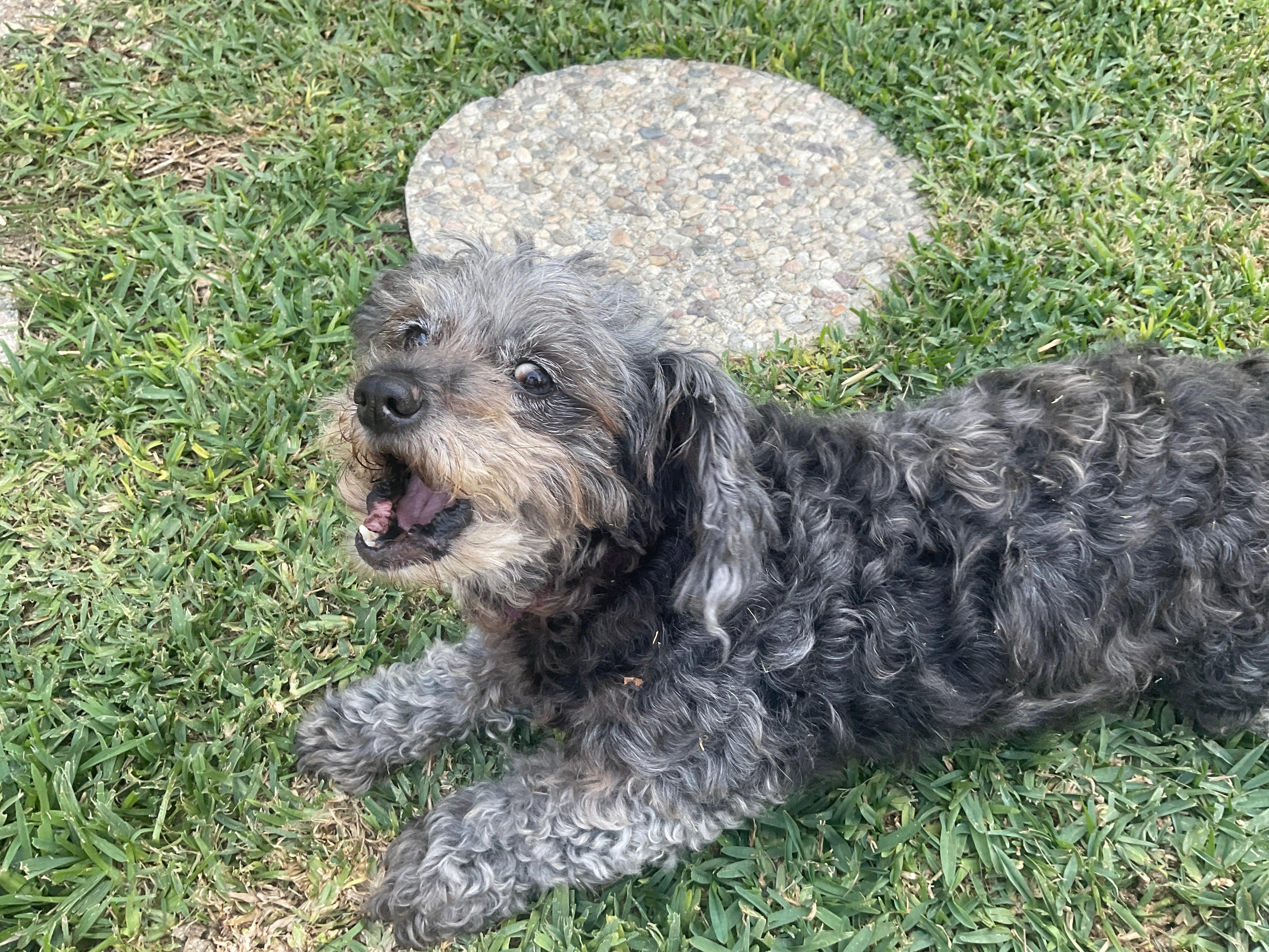 Enlarge Ohnee, a ADOPTABLE Miniature Poodle in Thousand Oaks, CA image 2/4
