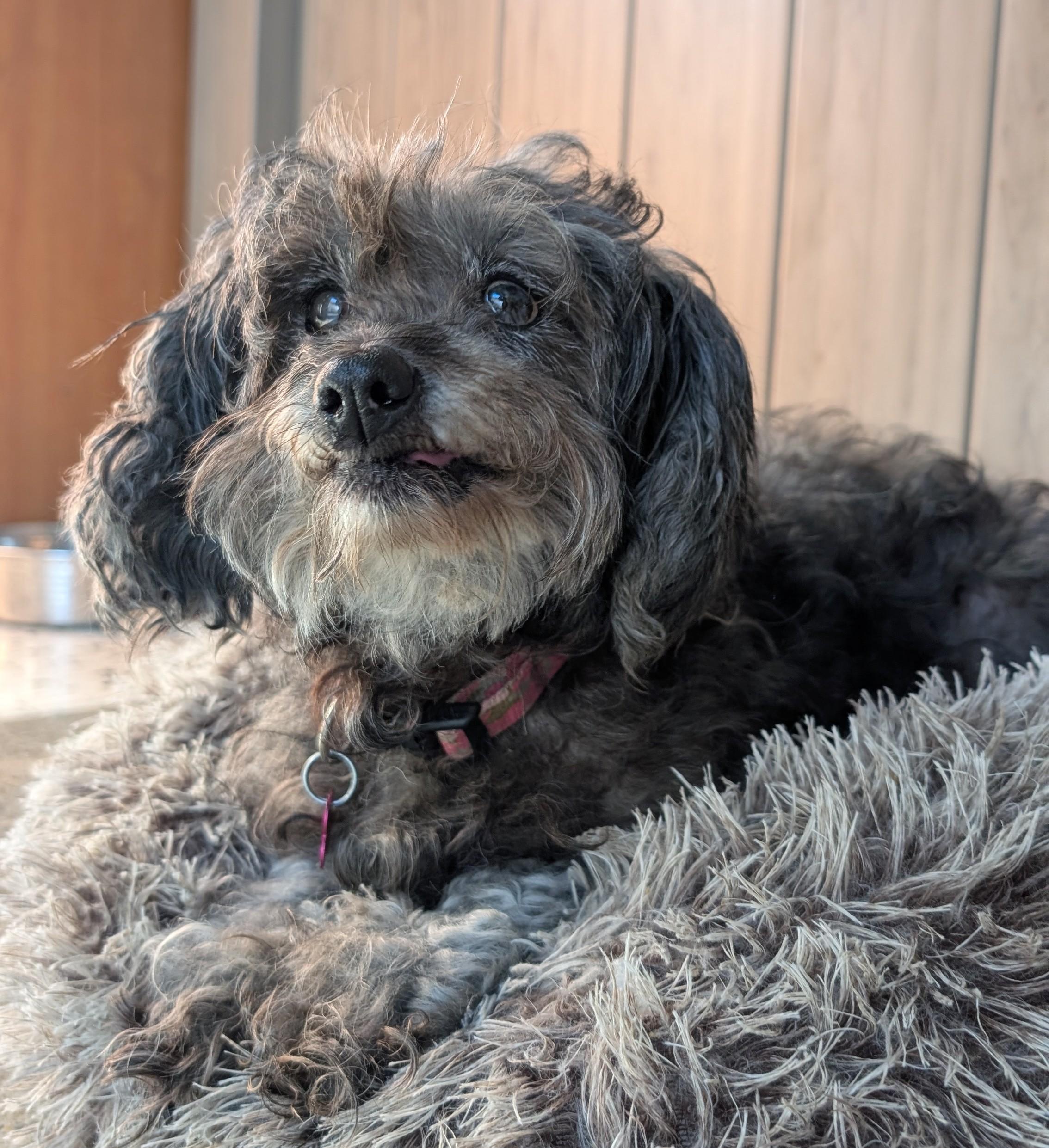 Ohnee, ADOPTABLE, Adult Female Miniature Poodle.