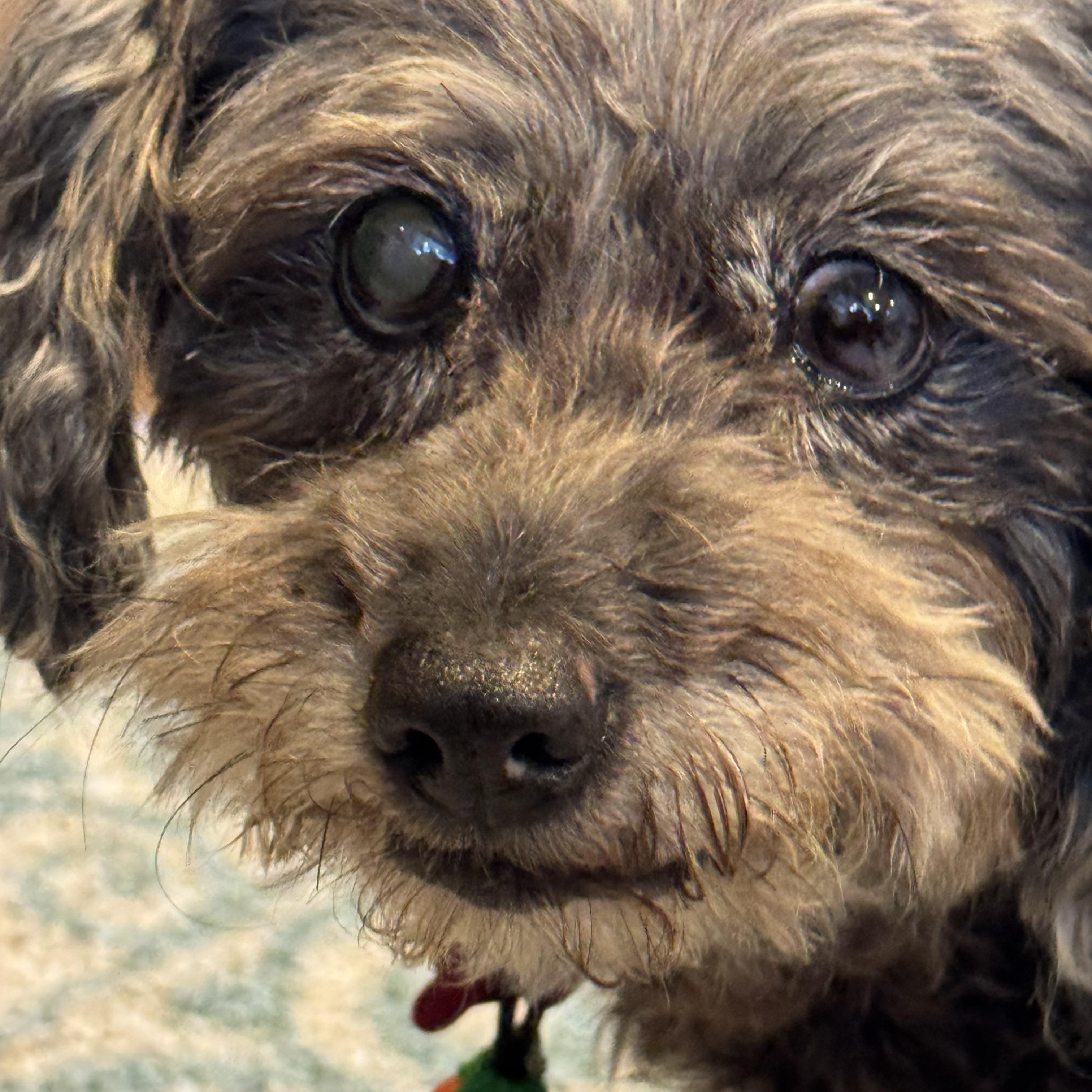 Enlarge Ohnee, a ADOPTABLE Miniature Poodle in Thousand Oaks, CA image 3/4