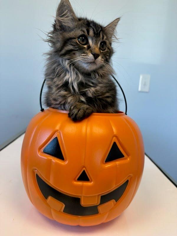 Mayflower thumbnail 3