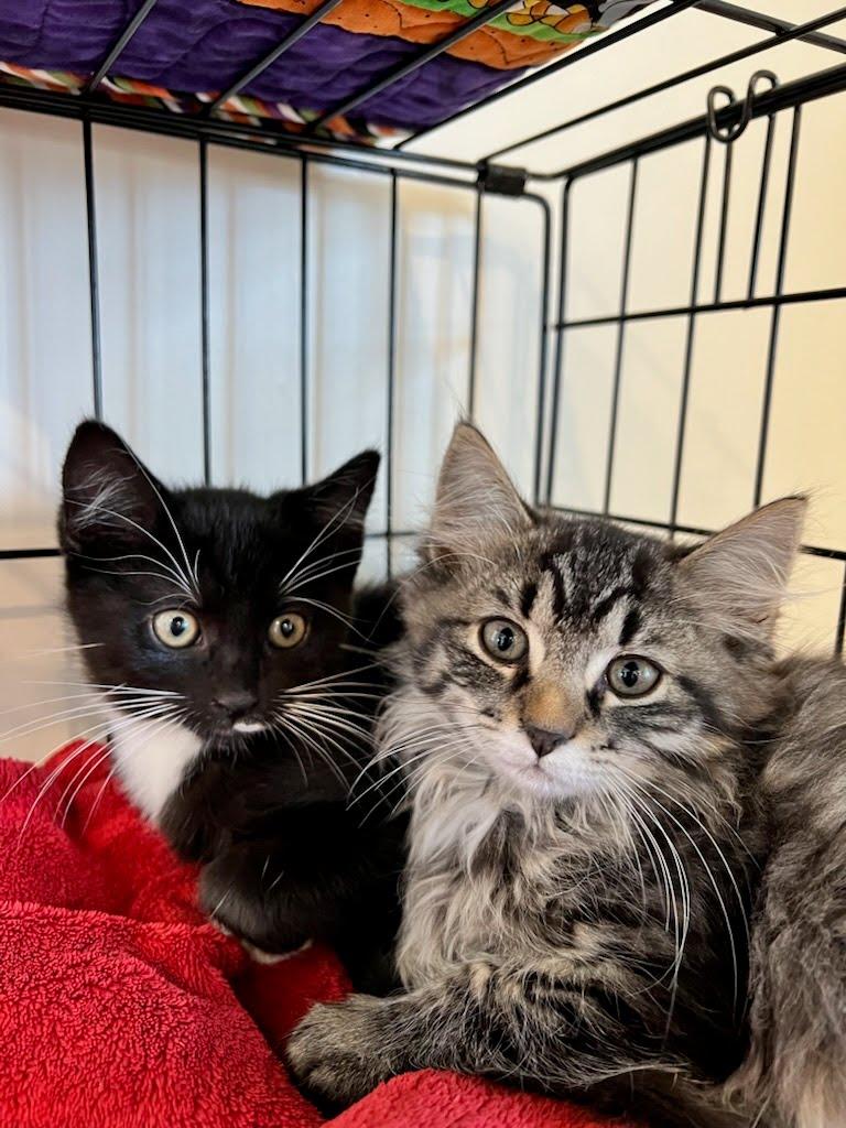 Mayflower thumbnail 4