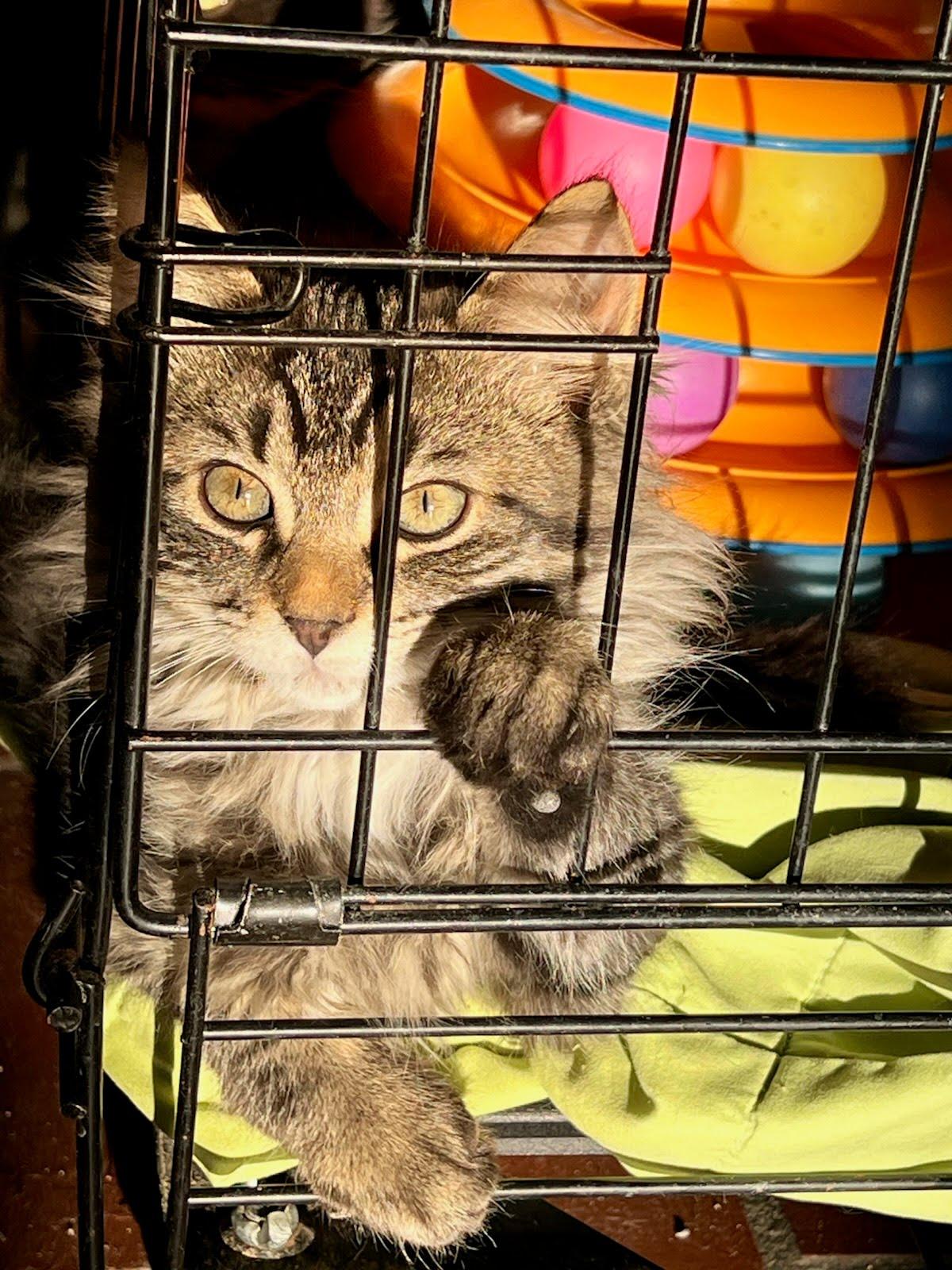 Mayflower thumbnail 5