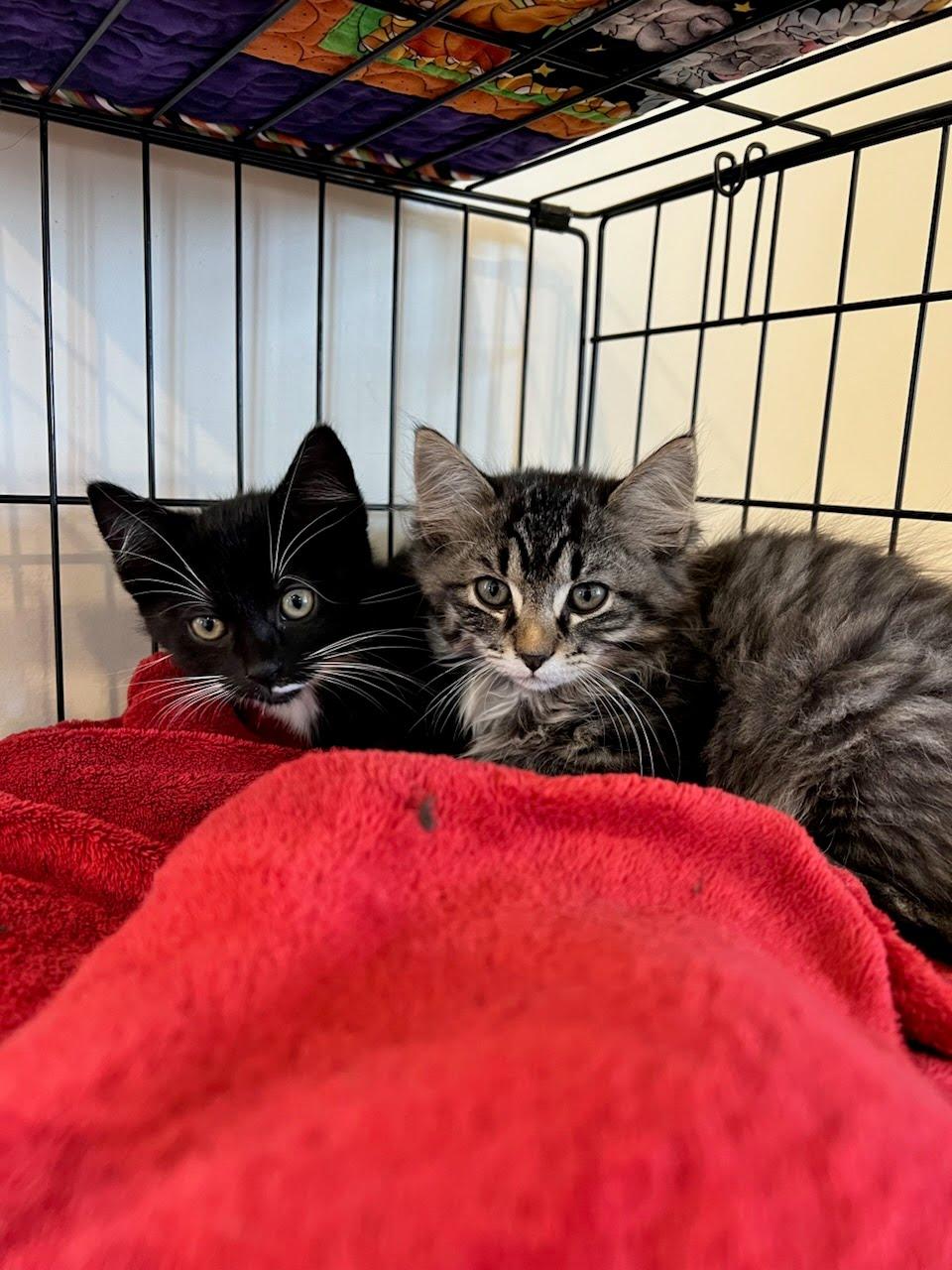 Mayflower thumbnail 2