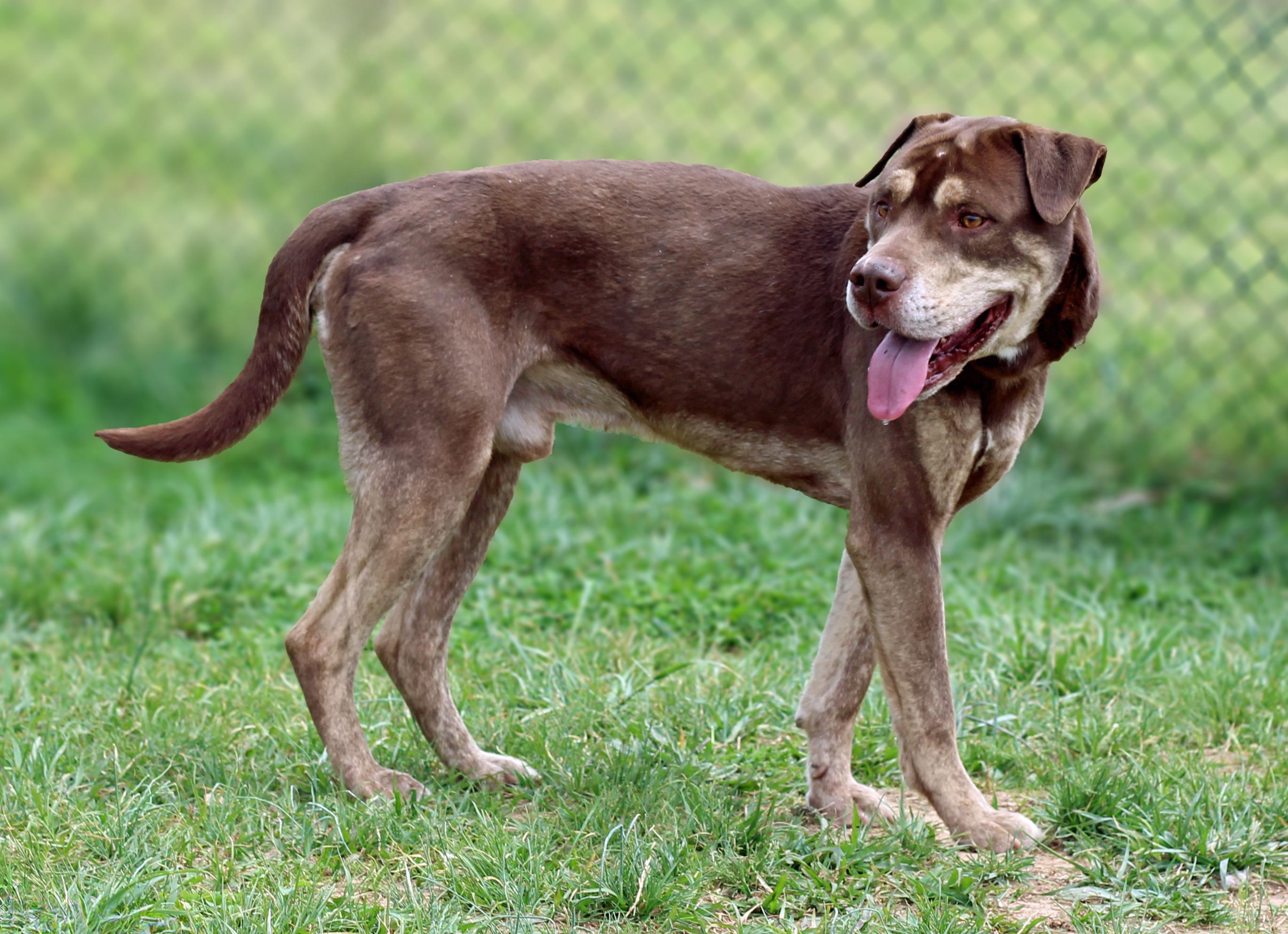 Enlarge Brownie, a ADOPTABLE mixed breed in Lebanon, TN image 2/6