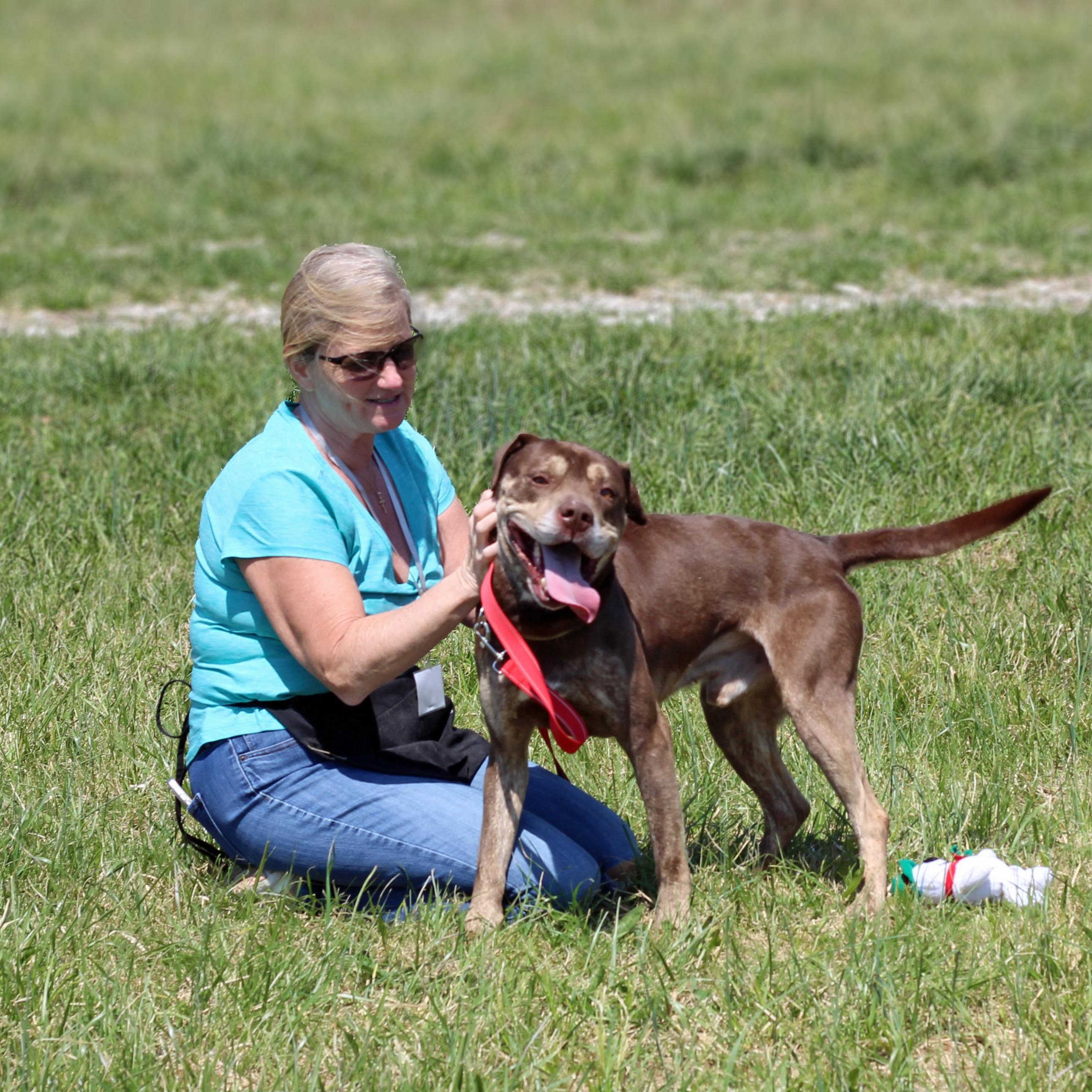 Enlarge Brownie, a ADOPTABLE mixed breed in Lebanon, TN image 3/6