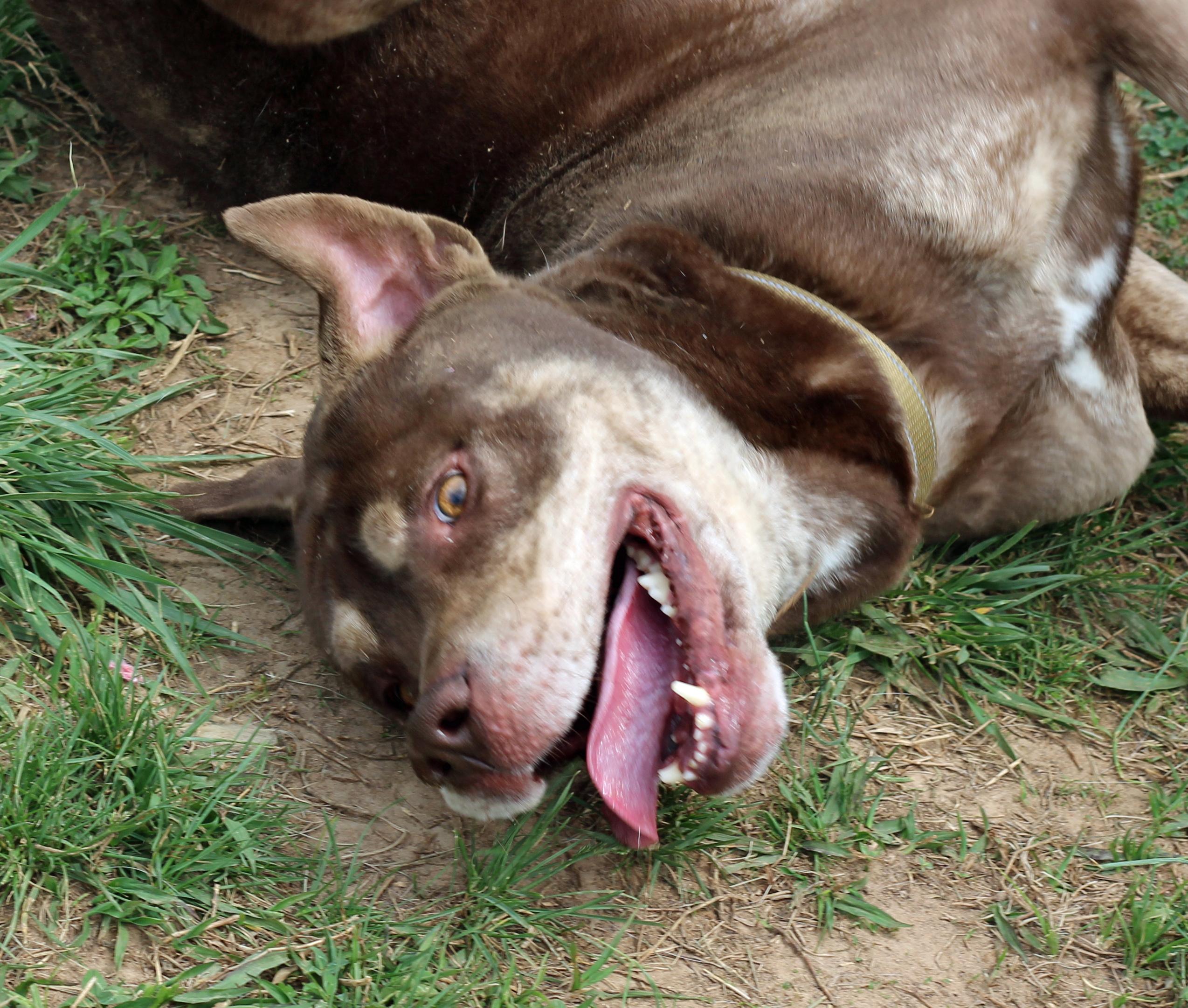 Enlarge Brownie, a ADOPTABLE mixed breed in Lebanon, TN image 5/6